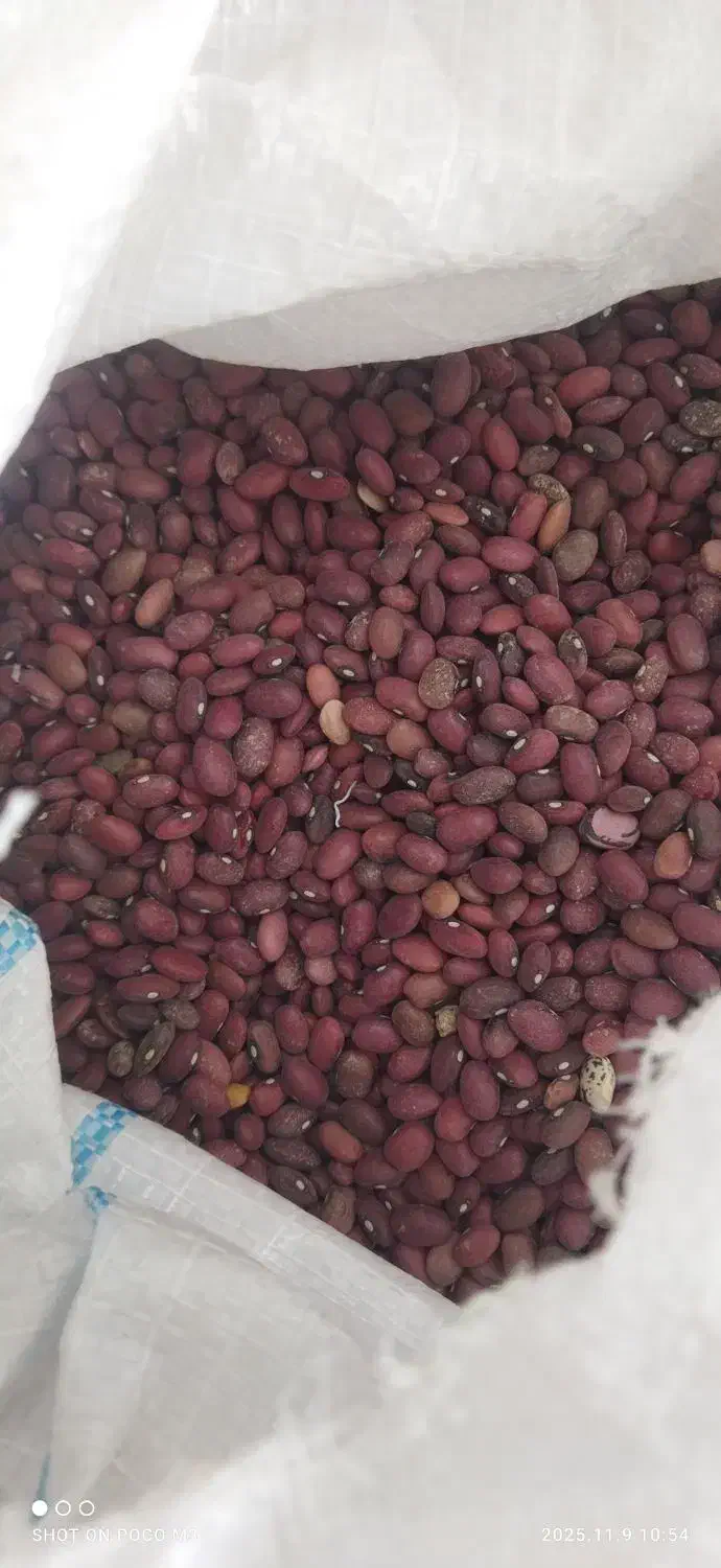 لوبیا قرمز بوجاری شده|خوردنی و آشامیدنی|ارسنجان, |دیوار