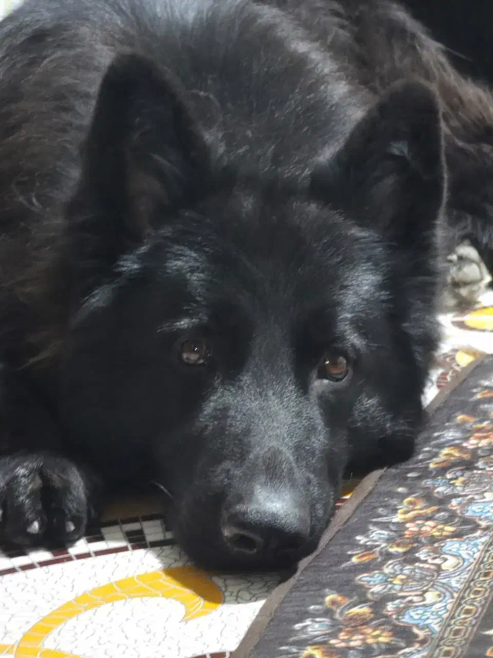 سگ ژرمن بلک شولاین|سگ|مشهد, حرم مطهر رضوی|دیوار