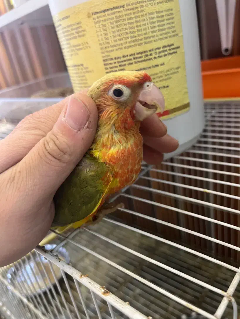 گرینچیک جوجه دبل رد یلوساید|پرنده|مشهد, یاس|دیوار