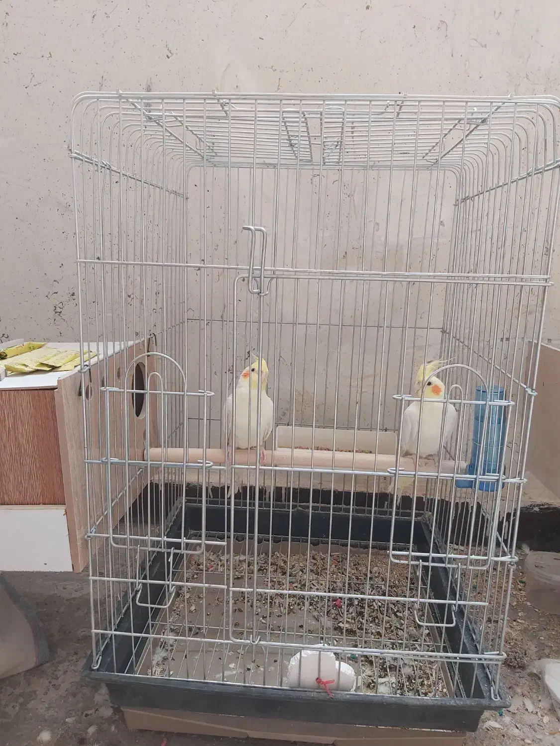 دوعدد عروس هلندی نر لوتینو ده ماهه|پرنده|اهواز, اهواز|دیوار