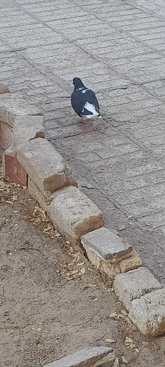 ۴ تا کفتر|پرنده|قائن, |دیوار