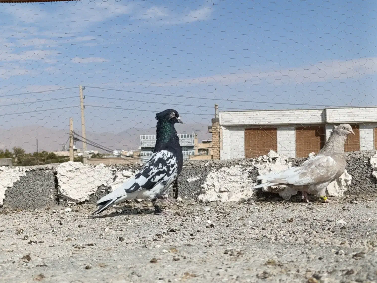 کبوتر|پرنده|نی‌ریز, |دیوار