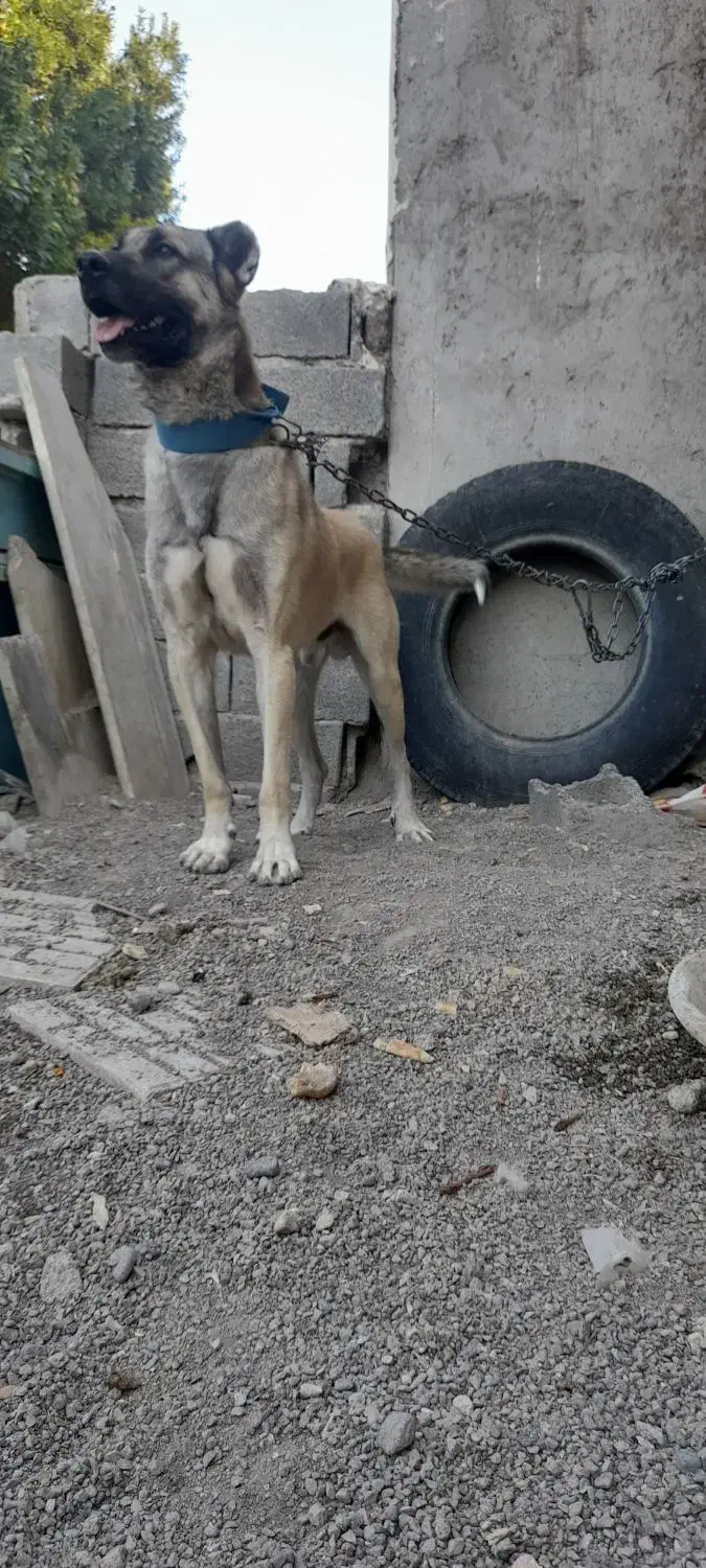 سگ نر سرابی|سگ|اردبیل, |دیوار