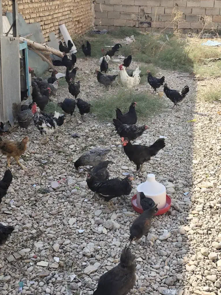 مرغ و خروس محلی|حیوانات مزرعه|شیراز, شهرک مهدی‌آباد|دیوار