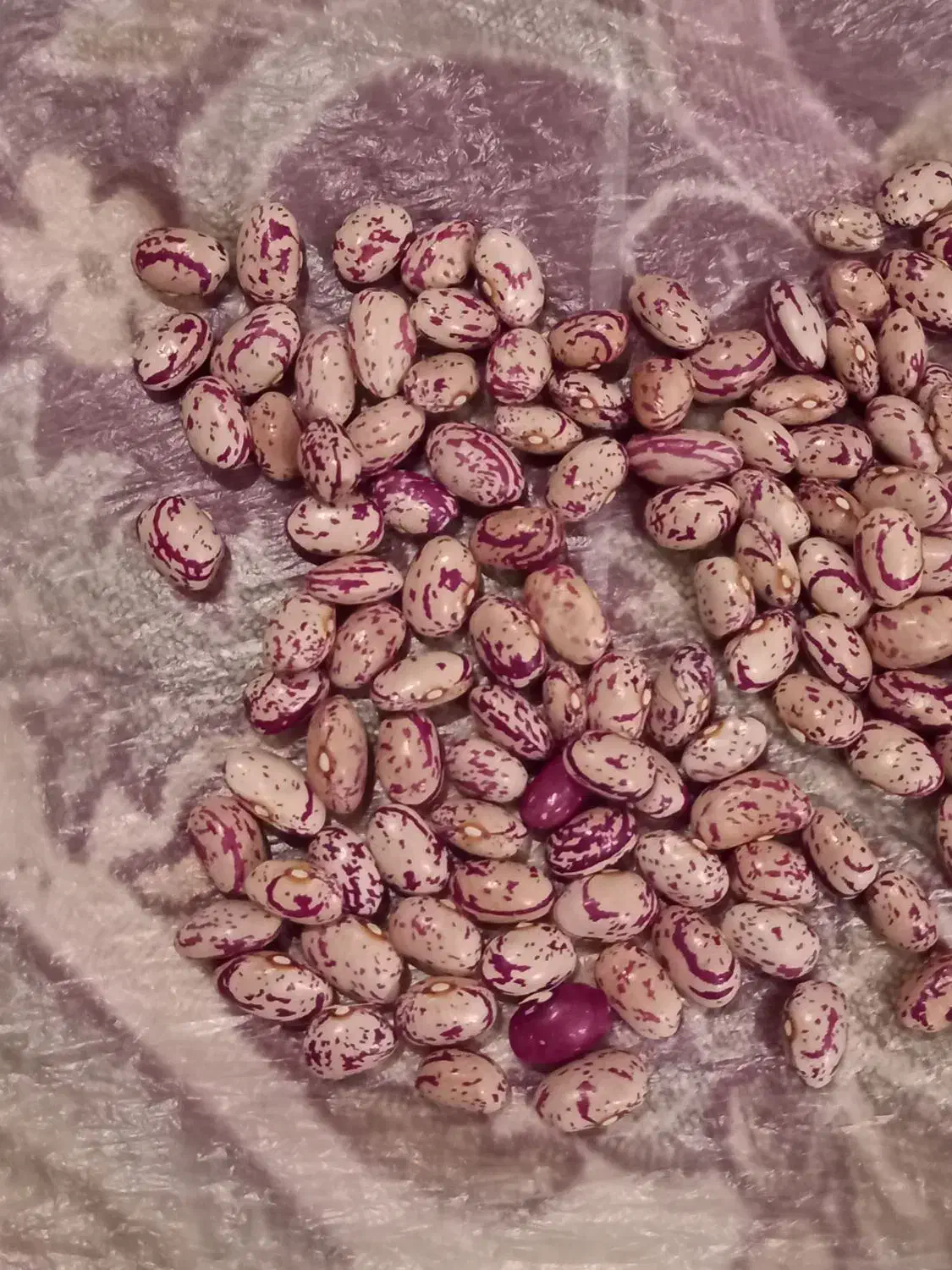 فروش لوبیا چیتی اعلا عمده و خرده|خوردنی و آشامیدنی|سراب, |دیوار