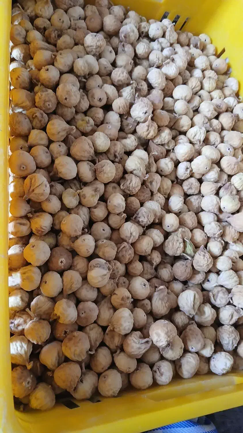 انجیر بش|خوردنی و آشامیدنی|شیراز, شهرک مهرگان|دیوار