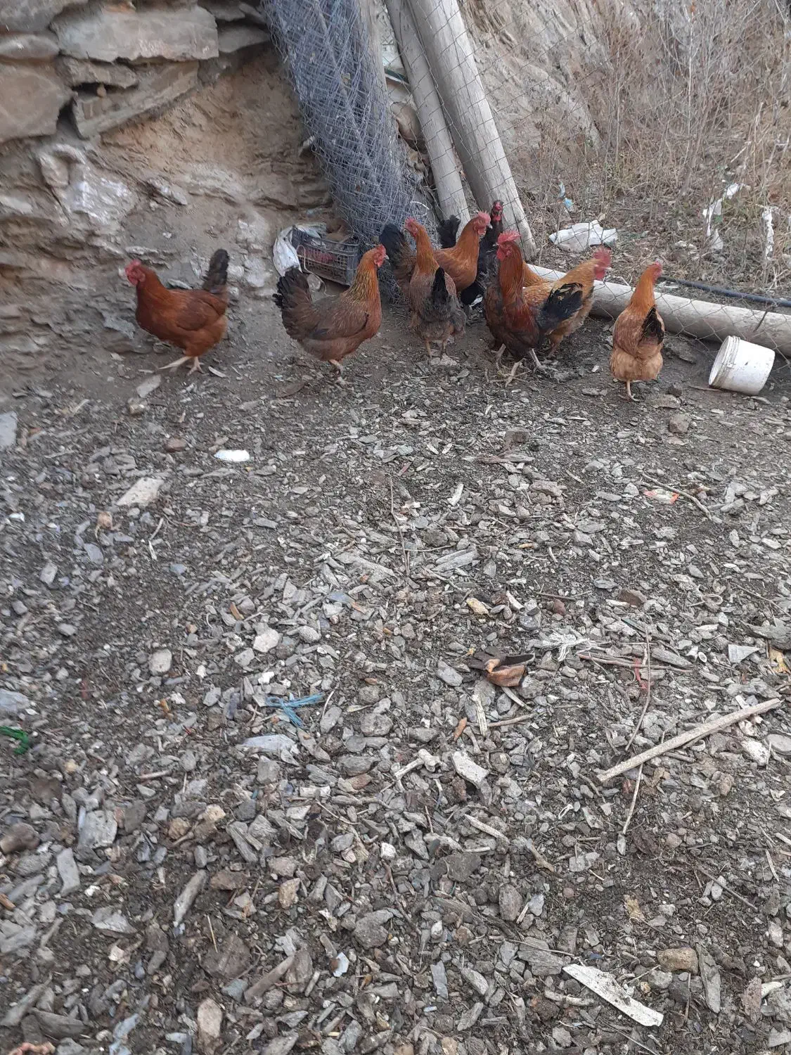 مرغ وخروس|حیوانات مزرعه|طرقبه, |دیوار