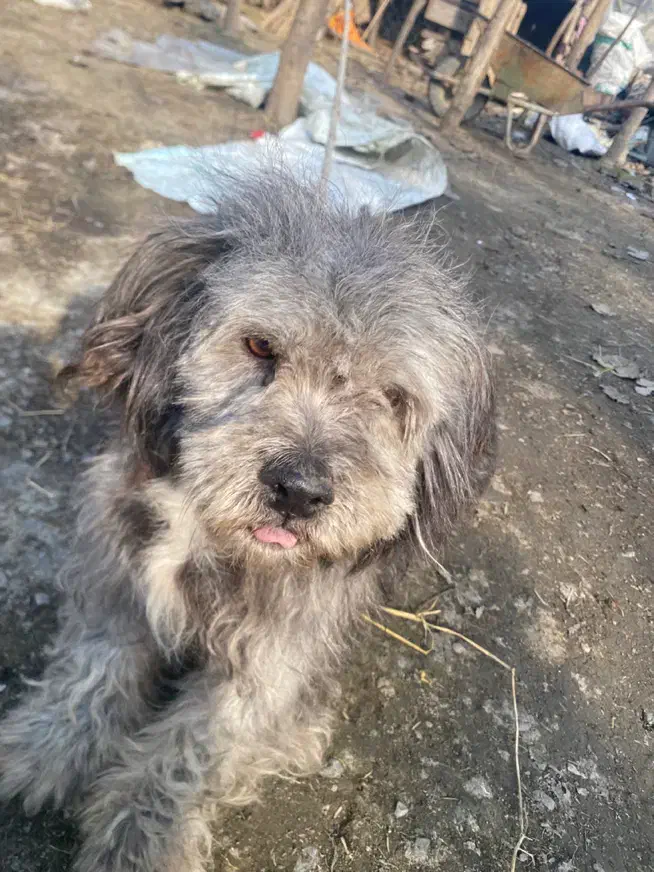 سگ پا کوتاه|سگ|گیلان غرب, |دیوار