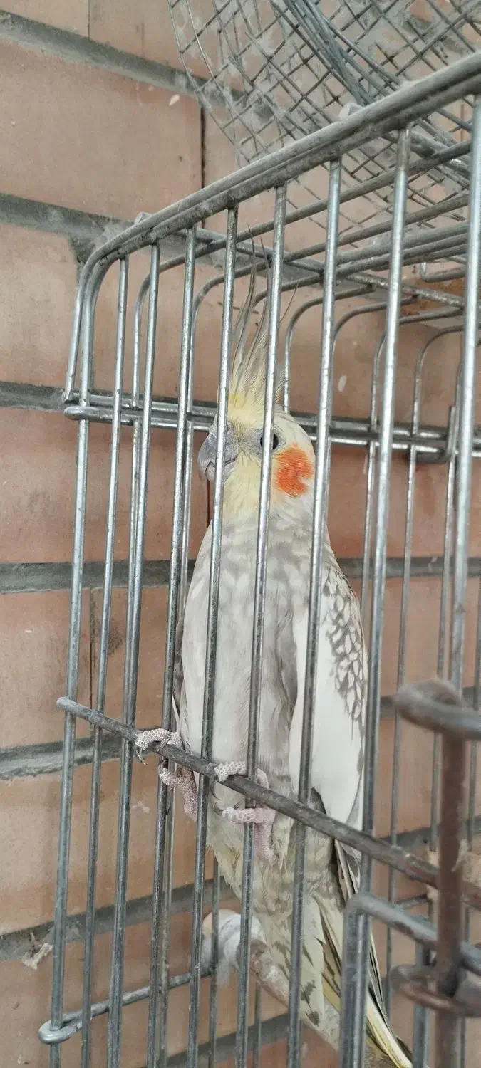 جفت عروس هلندی|پرنده|فولادشهر, مسکن مهر فولادشهر|دیوار