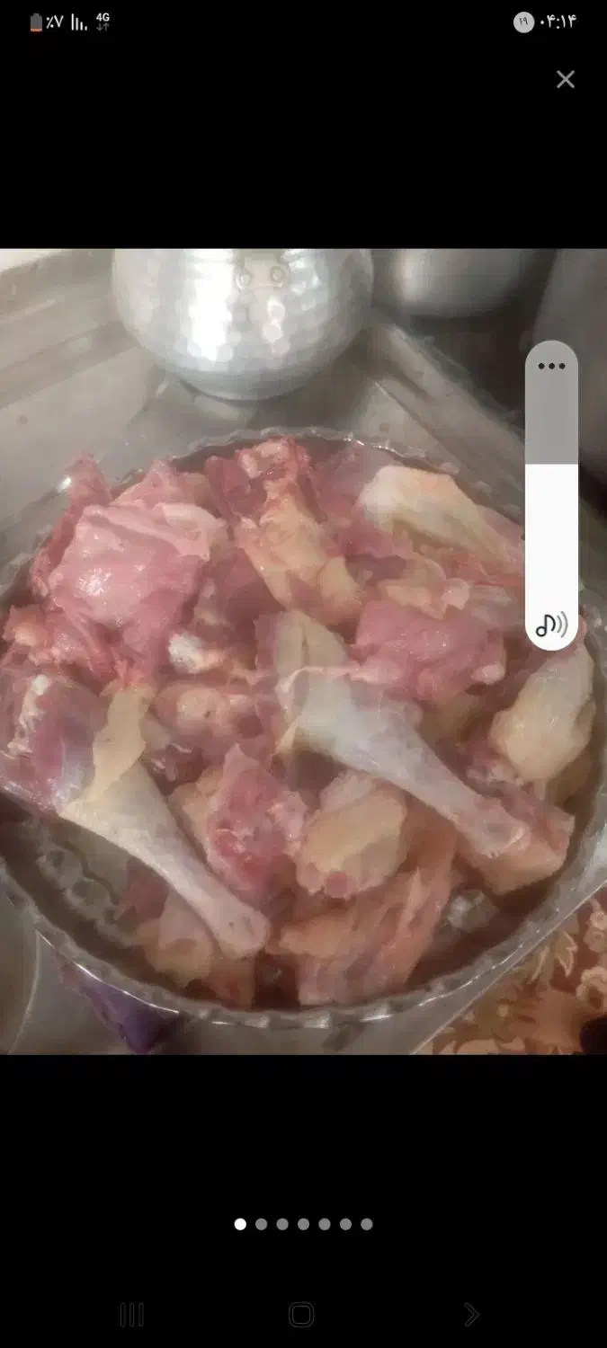 بوقلمون محلی هشتدرخان|حیوانات مزرعه|گرمی, |دیوار