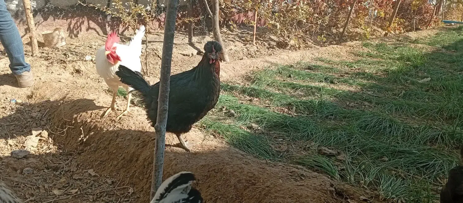 مرغ خروس|حیوانات مزرعه|مشهد, تلگرد|دیوار