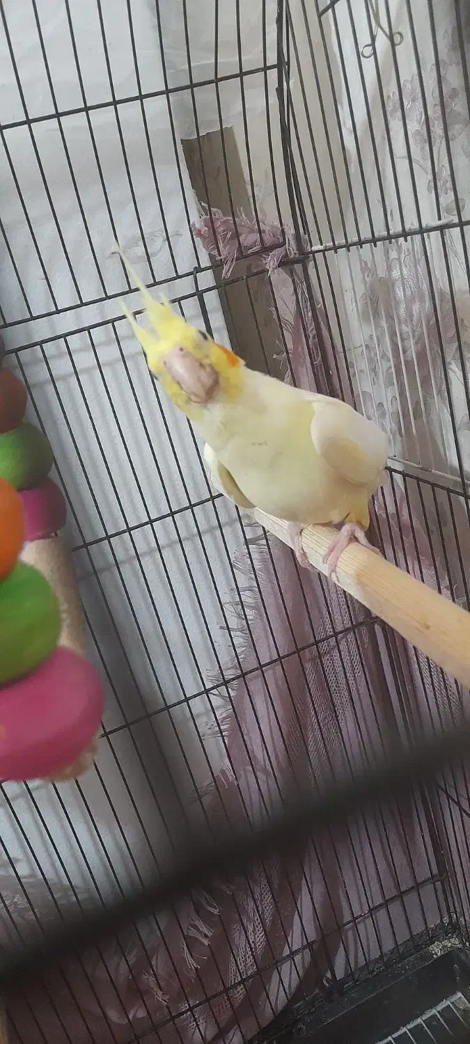 جفت عروس هلندی لوتینو زعفرونی|پرنده|مشهد, گلبرگ|دیوار