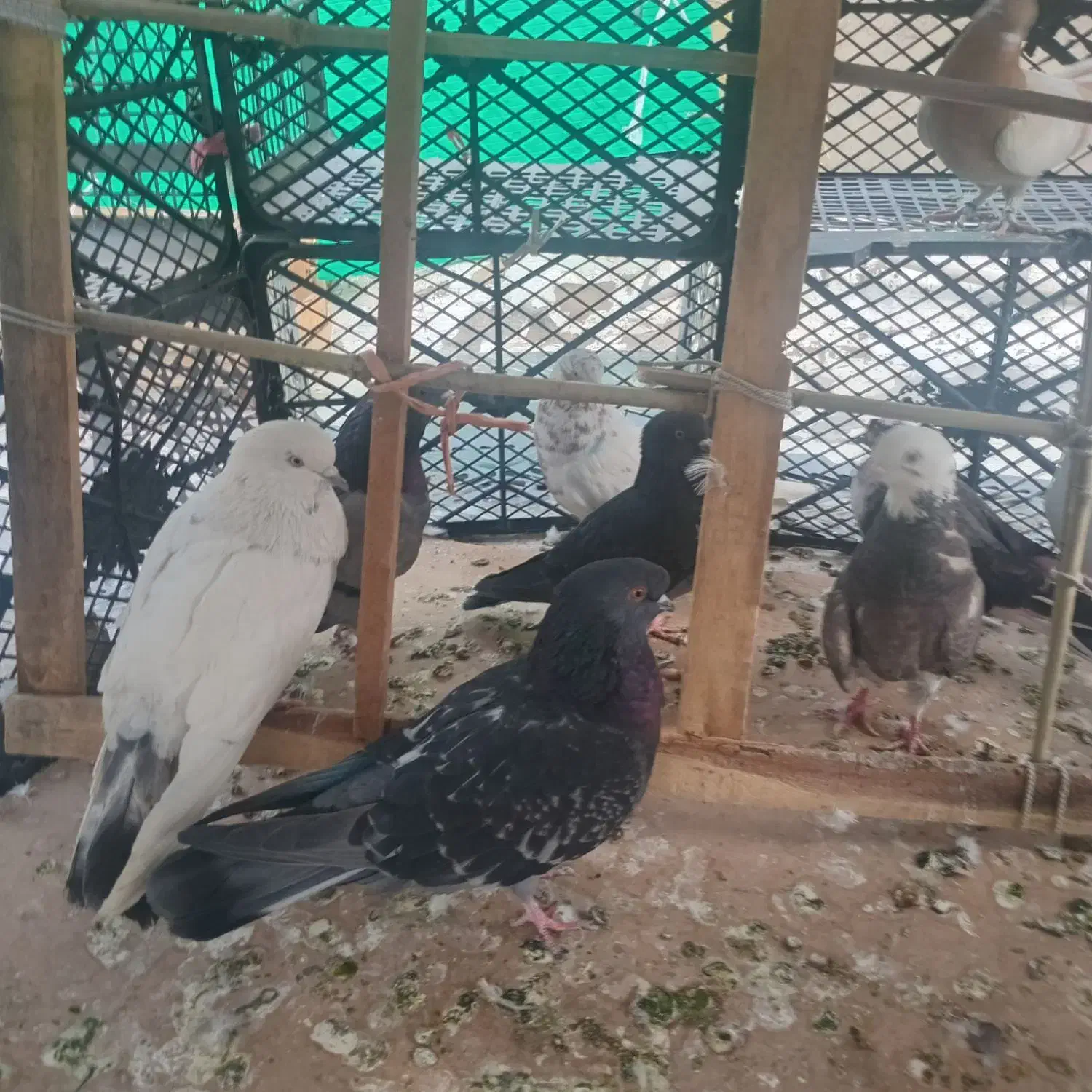 کفتر نژاد دار|پرنده|تهران, بهداشت|دیوار