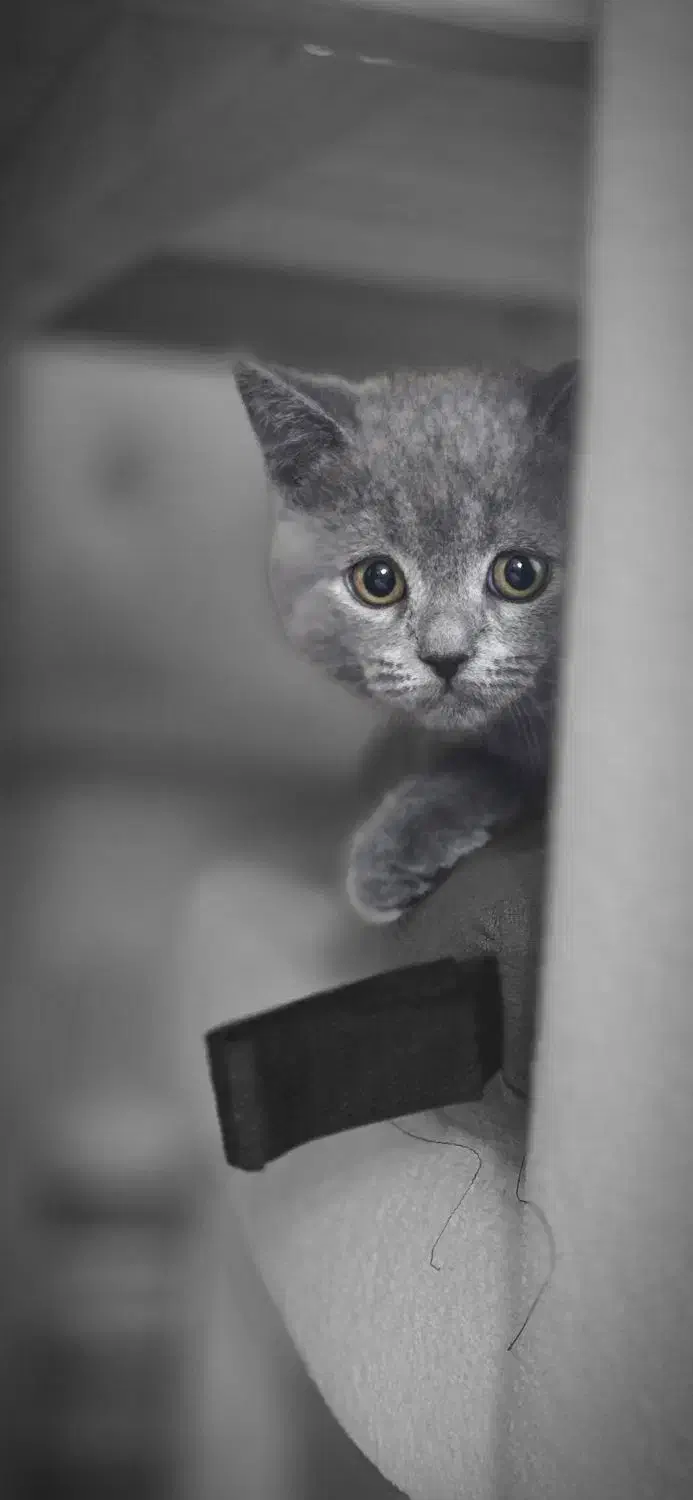 واگذاری گربه اسکاتیش|گربه|گلستان (تهران), |دیوار