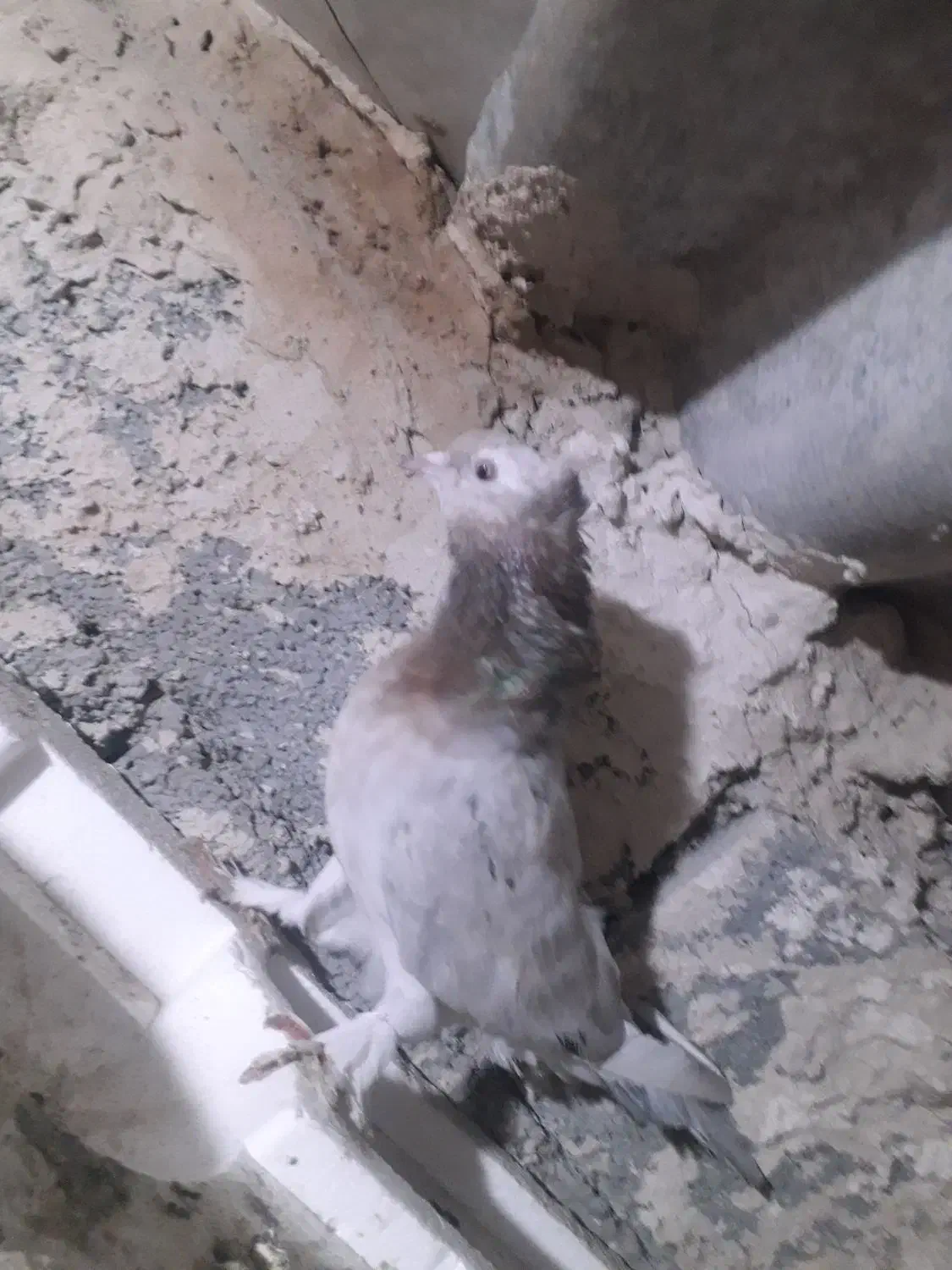 کبوتر کاشان سرور|پرنده|مرند, |دیوار