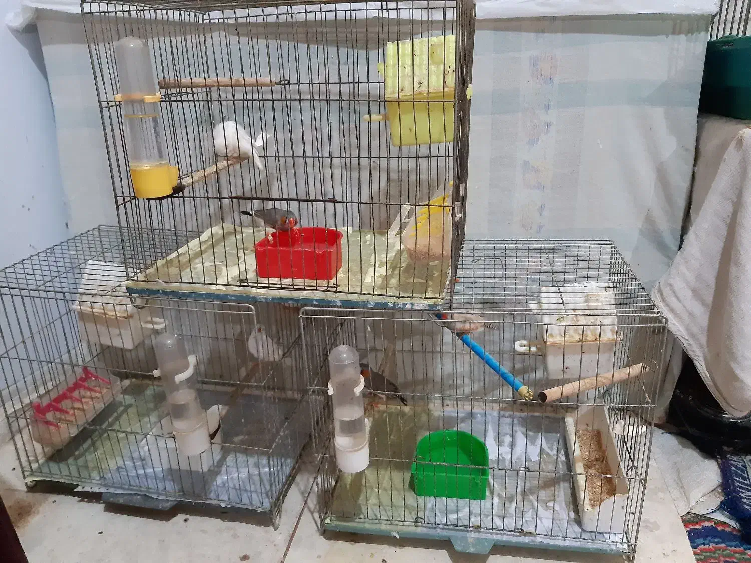 3جفت فنج با3قفس وتمام وسایل یکجاوهم جفت تکی|پرنده|پاکدشت, پاکدشت (مامازند)|دیوار