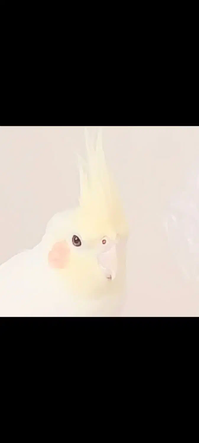 عروس هلندی|پرنده|مرودشت, بیست متری بیمارستان|دیوار