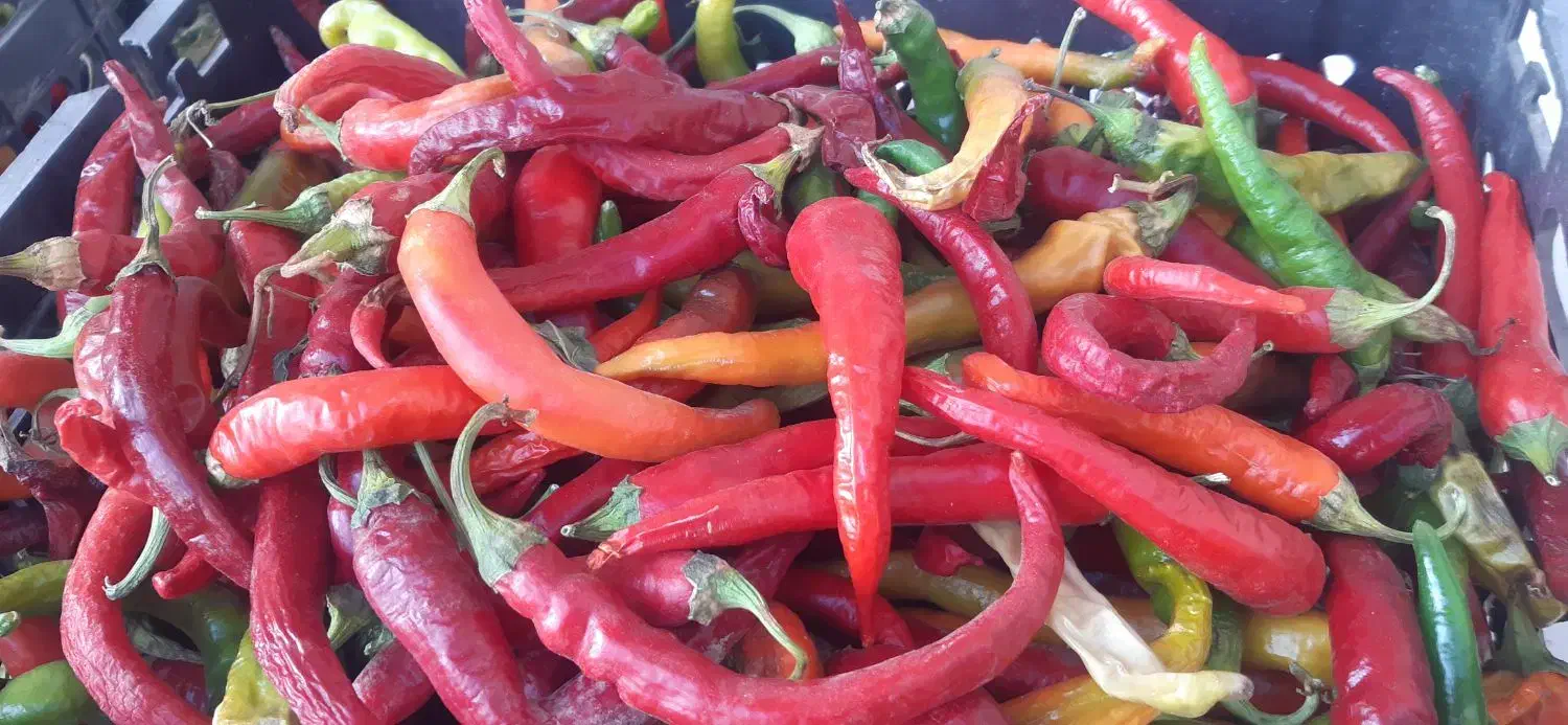 فلفل قرمز تند|خوردنی و آشامیدنی|حمیدیا, |دیوار