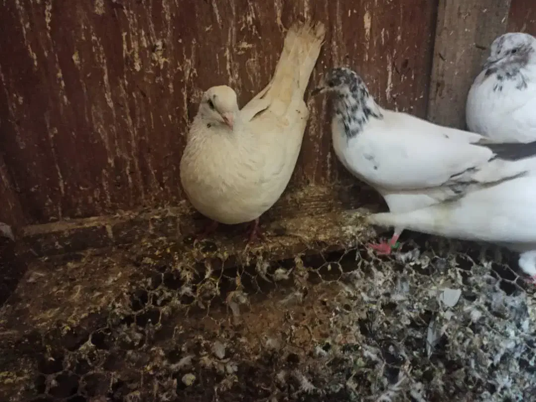 کبوتر فروشی|پرنده|رشت, جانبازان|دیوار