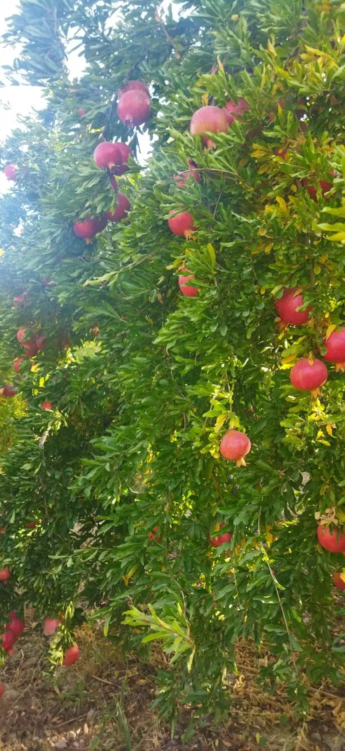 منزل فروشی|فروش خانه و ویلا|مرودشت, شهرک بسیجیان|دیوار