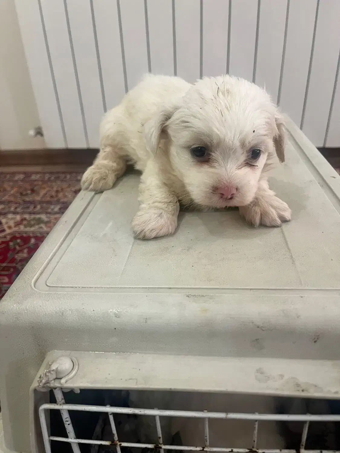 توله سگ ۴ عدد|سگ|تبریز, |دیوار