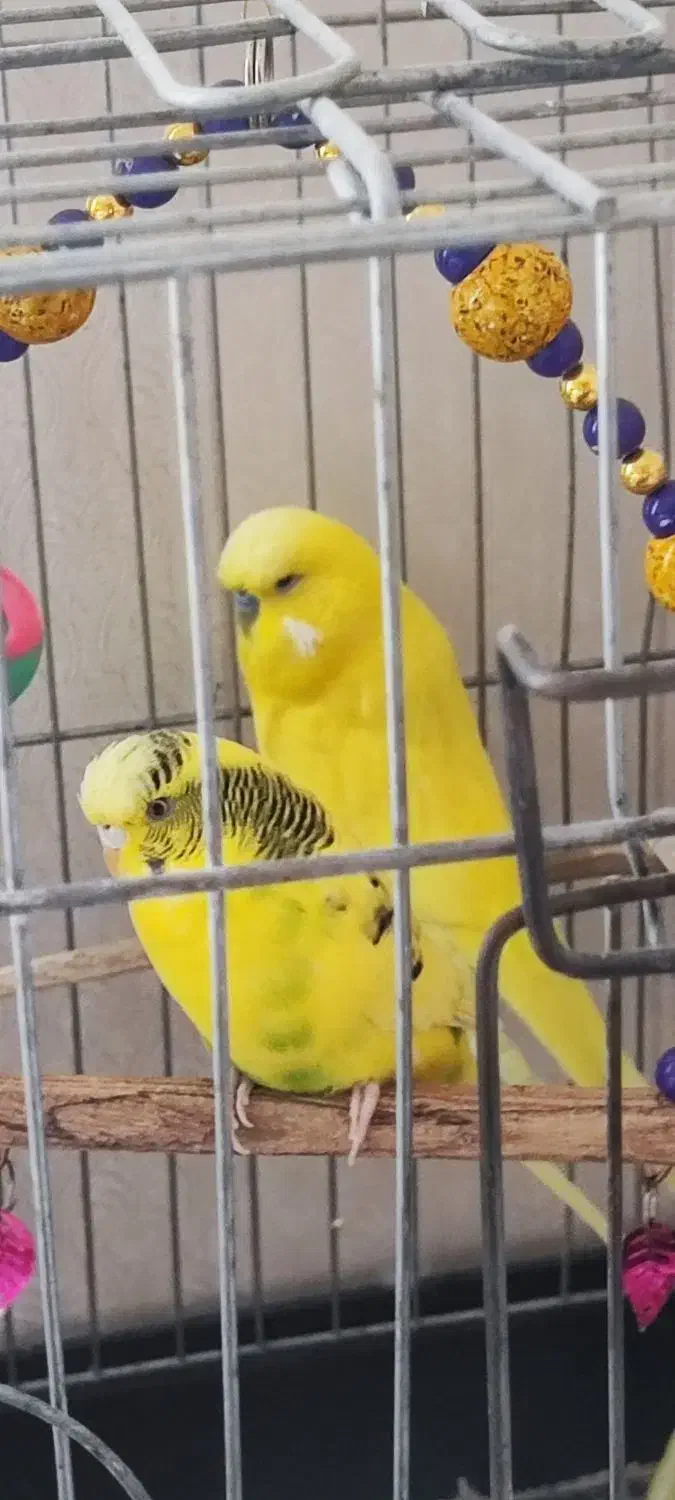 مرغ عشق انگلیسی یک جفت و یک ماده|پرنده|هشتگرد, فاز ۳ مهستان|دیوار