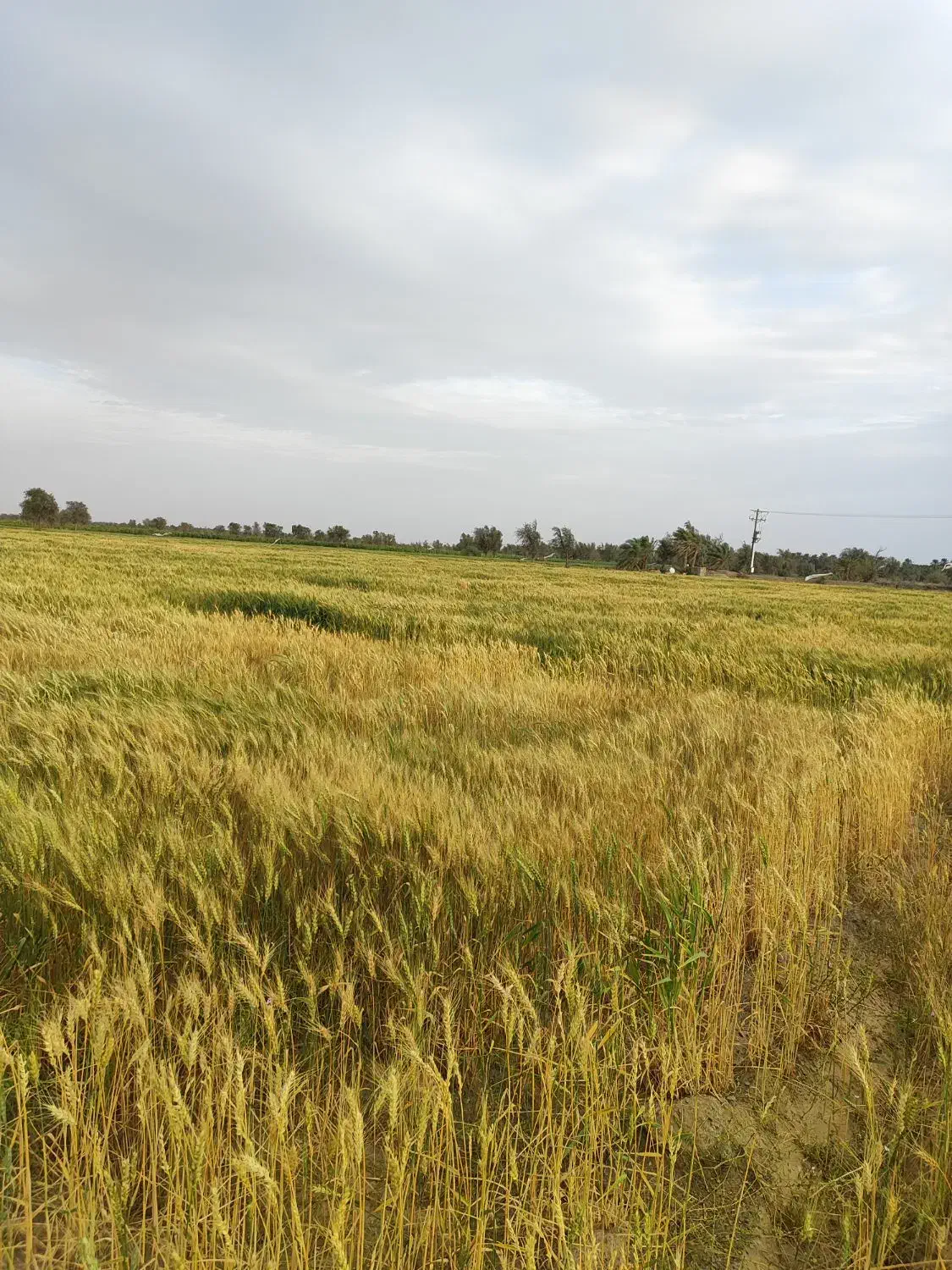 اجاره داده میشود زمین چاه برقی|اجارهٔ دفتر صنعتی، کشاورزی، تجاری|قلعه گنج, |دیوار