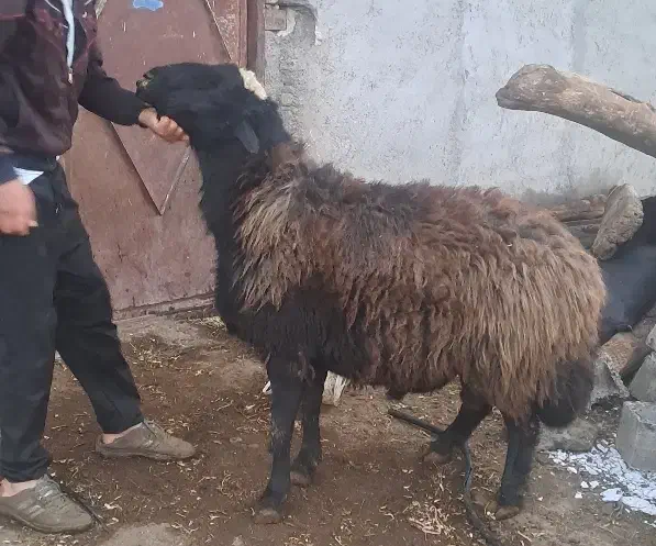 قوچ قمرقاشقا|حیوانات مزرعه|هیر, |دیوار