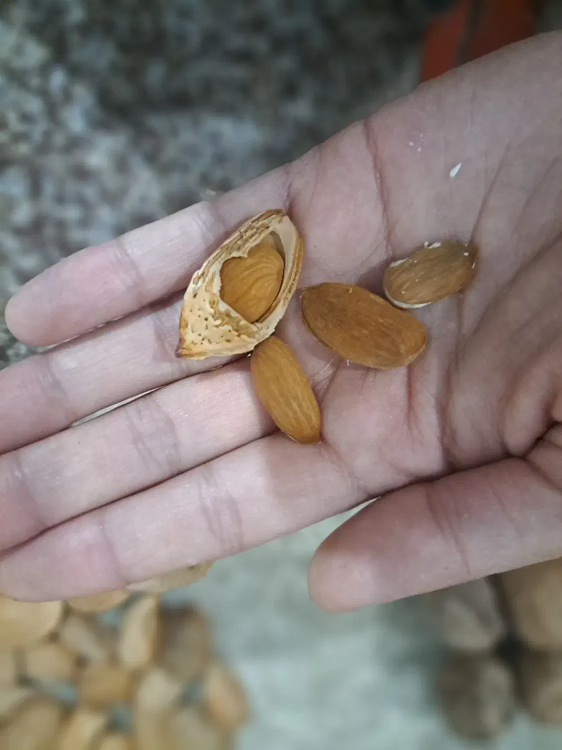 بادام درختی و گردو امسالی قوچان|خوردنی و آشامیدنی|مشهد, شهید قربانی|دیوار