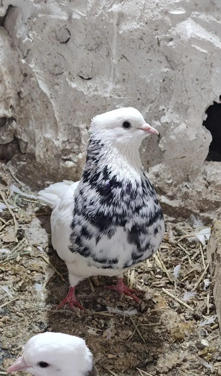 کبوتر طوقی|پرنده|تهران, بیسیم|دیوار