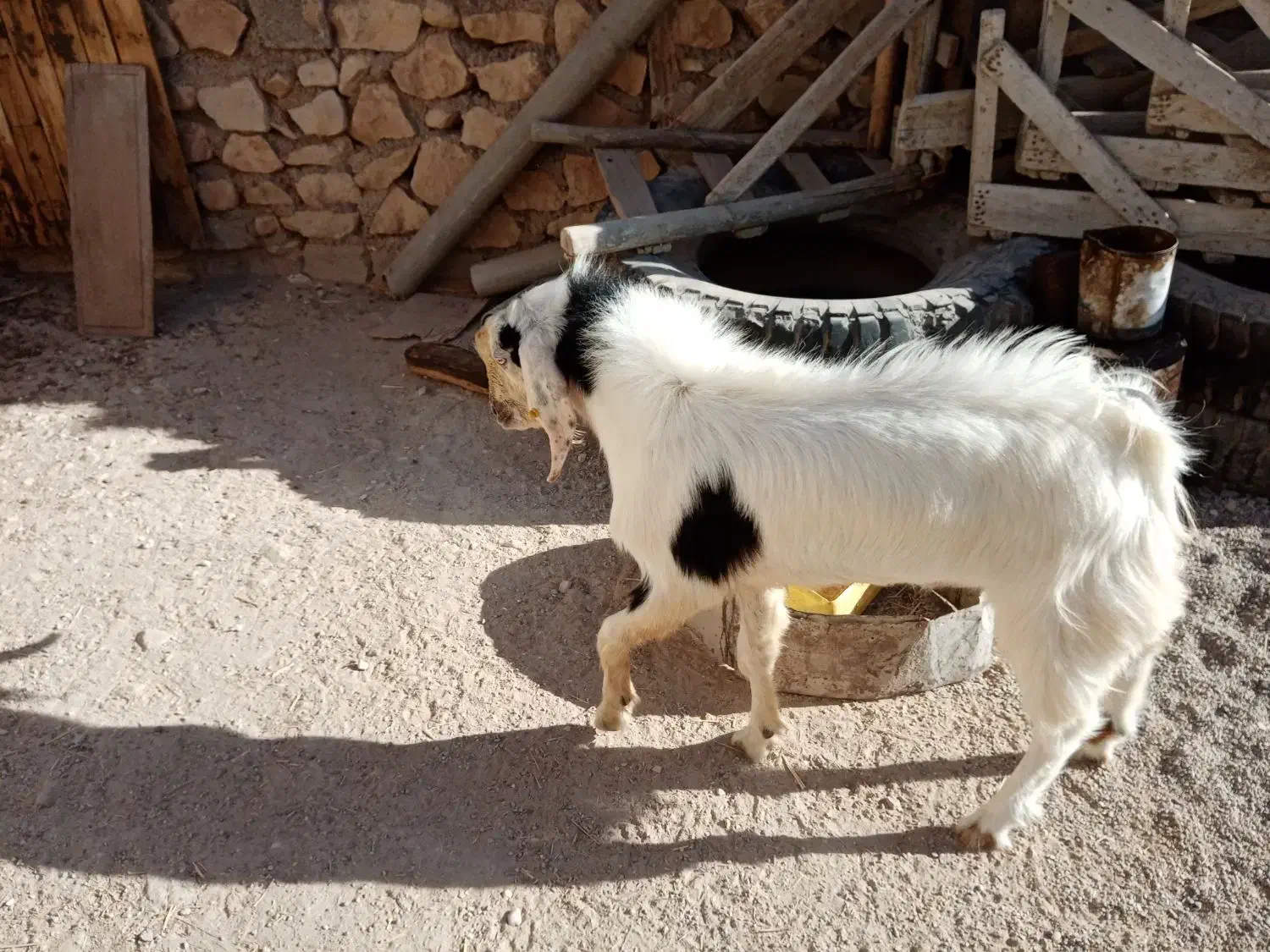 پازن سر حال در خونه|حیوانات مزرعه|اهرم, |دیوار