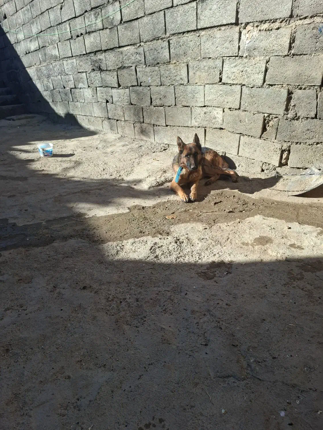 شهرکرد|سگ|لاران, |دیوار