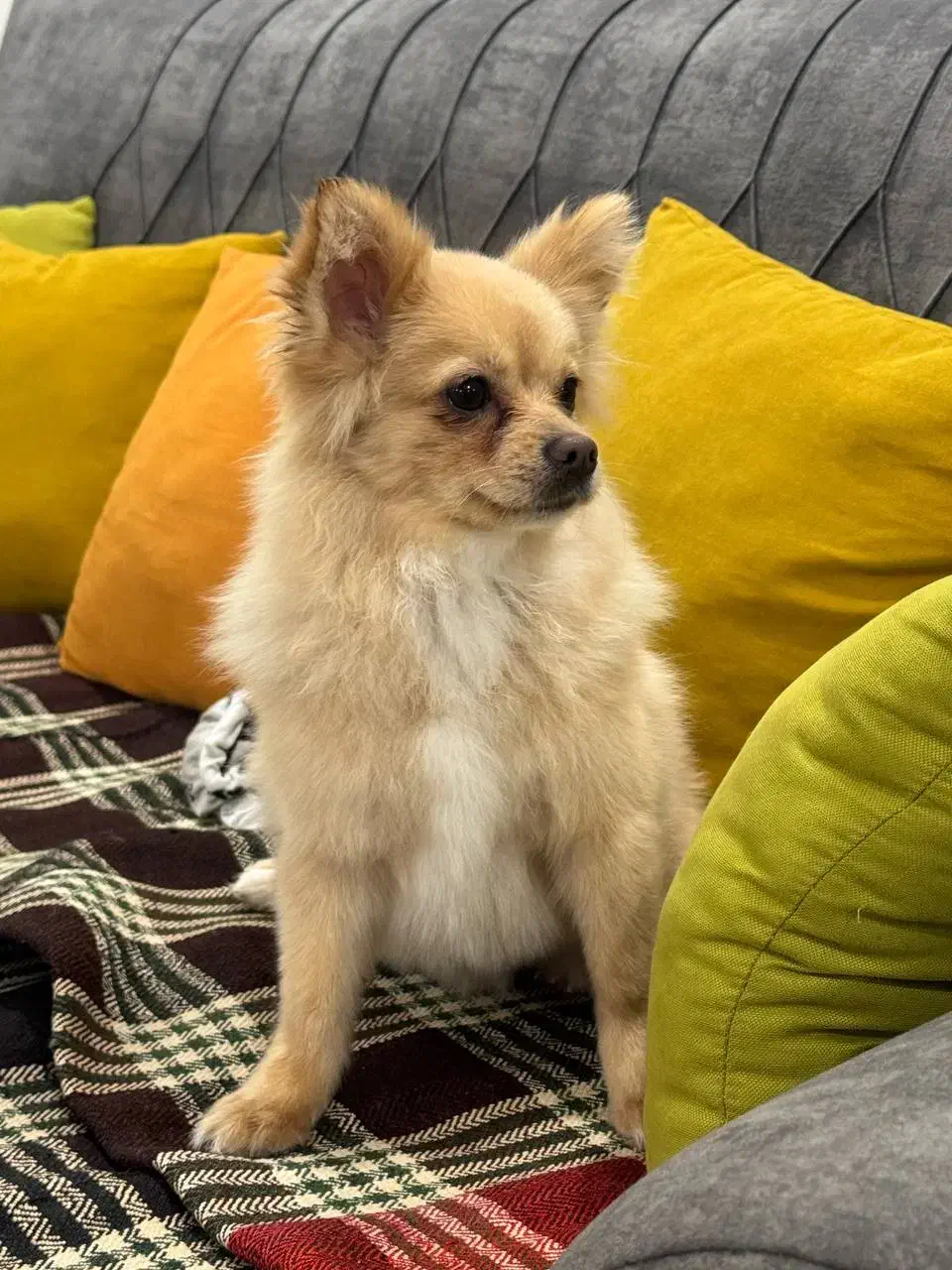 سگ پامر|سگ|بهبهان, |دیوار