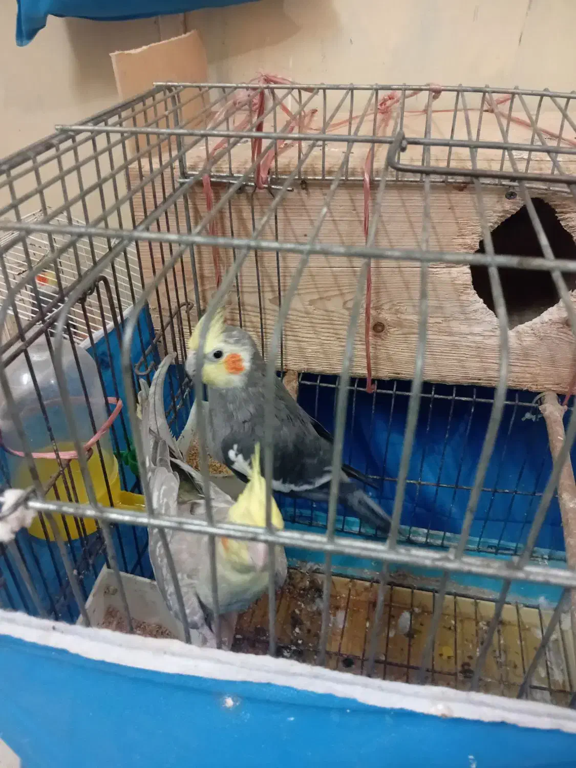 عروس هلندی.یک.جفت.|پرنده|آمل, |دیوار