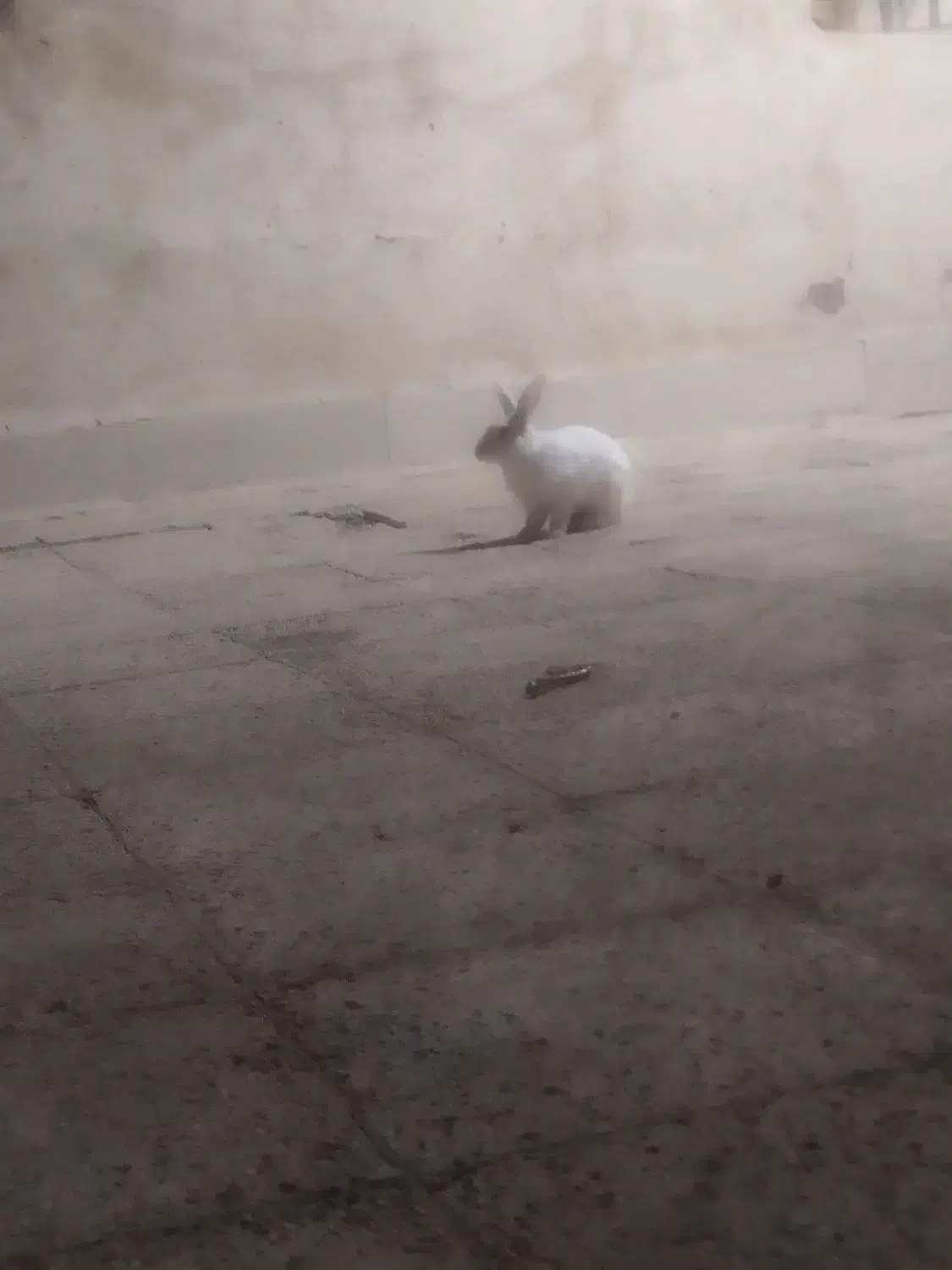 خرگوش چشم قرمز|موش و خرگوش|سوسنگرد, |دیوار