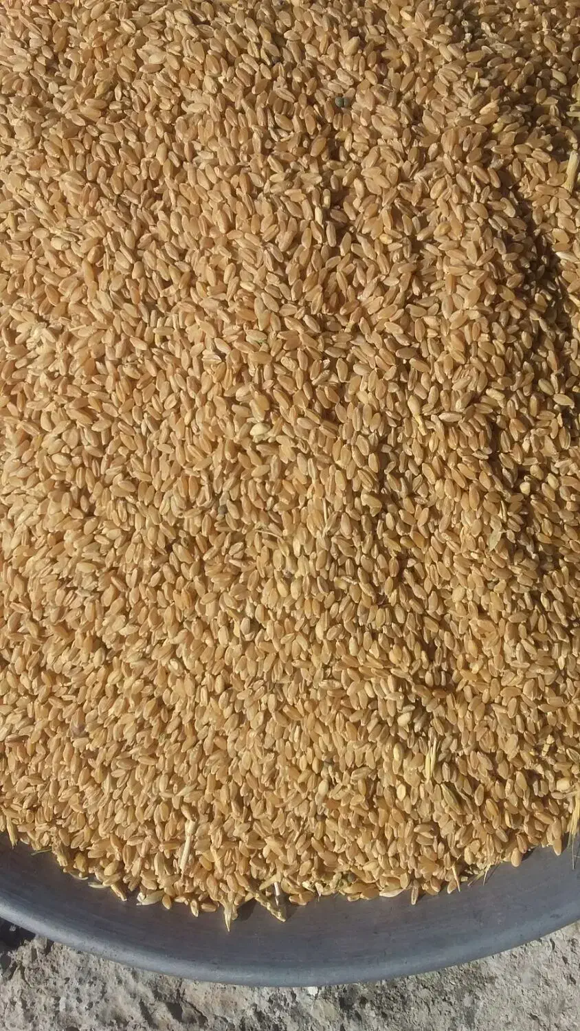 گندم ساجی|گل و گیاه طبیعی|ایلام, |دیوار