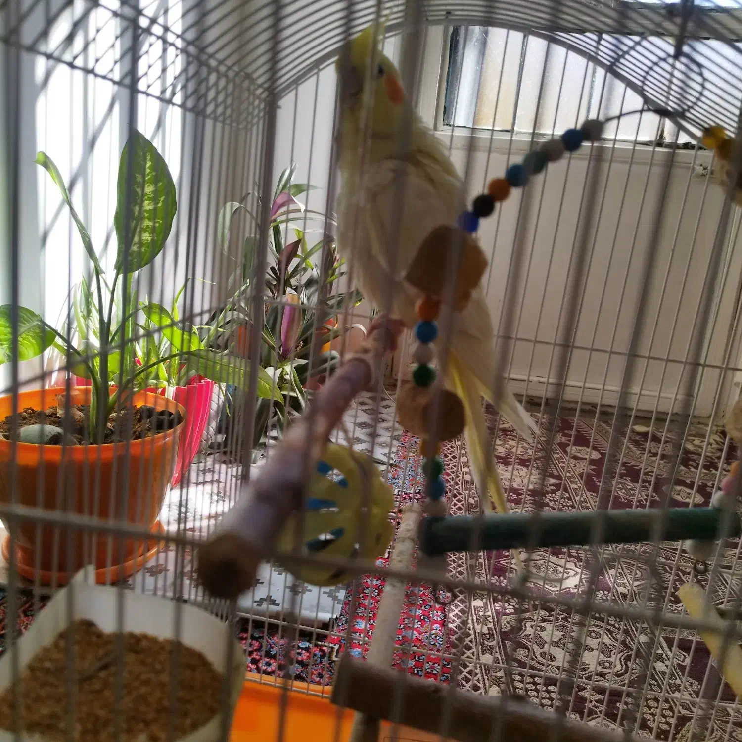 عروس هلندی همراه با قفس|پرنده|سنندج, |دیوار