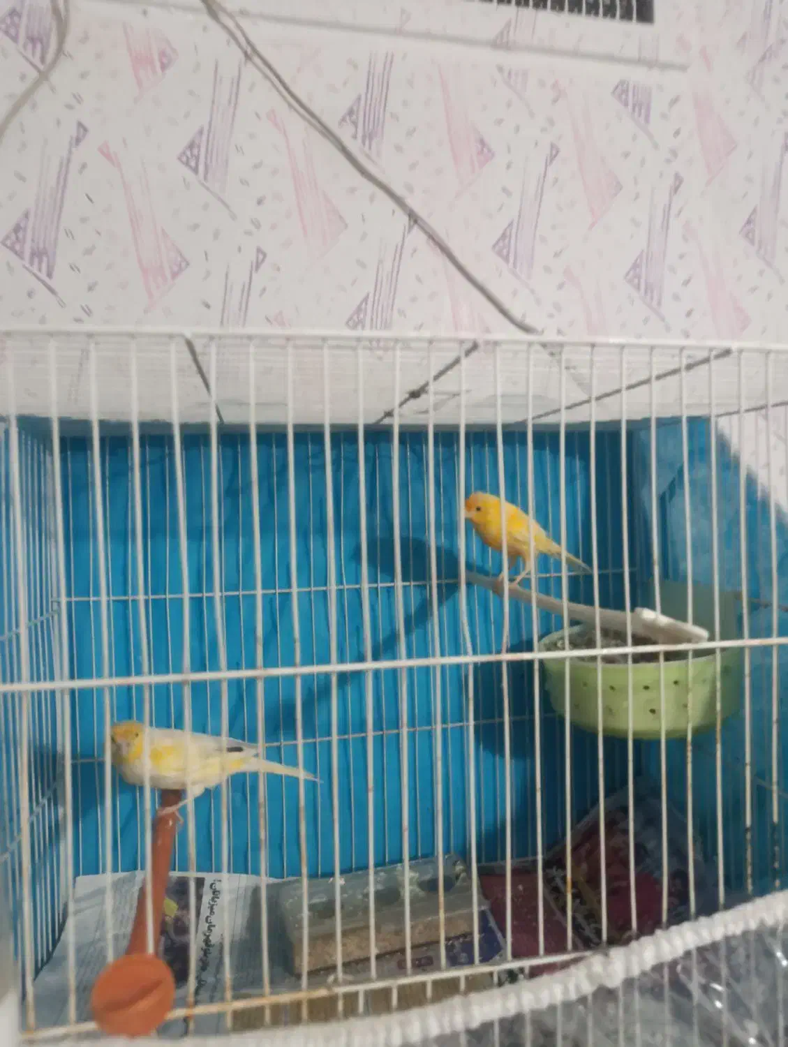 قناری جفت|پرنده|مشهد, رضاییه|دیوار