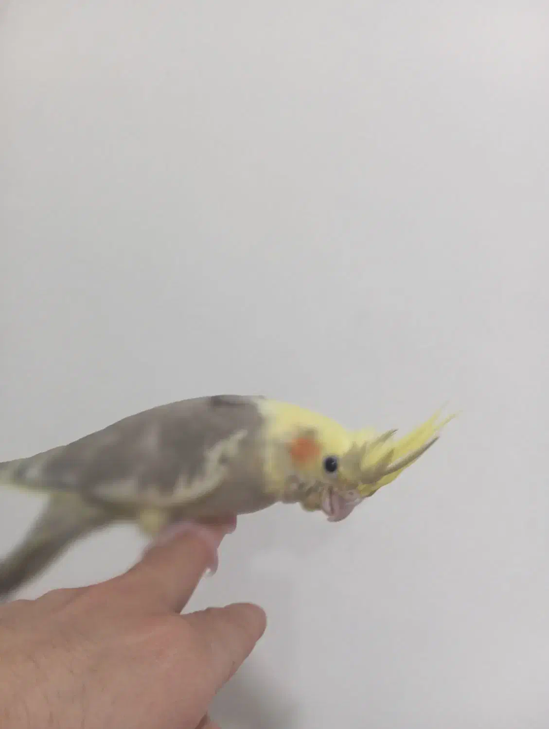 عروس هلندی دوماهه اماده یادگیری وتعلیم|پرنده|دماوند, گیلاوند|دیوار