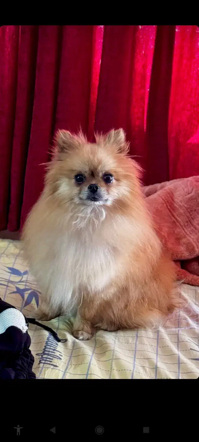 واگذاری پامر خرسی پامراین شیتزو تریر|سگ|مشهد, شیرودی|دیوار