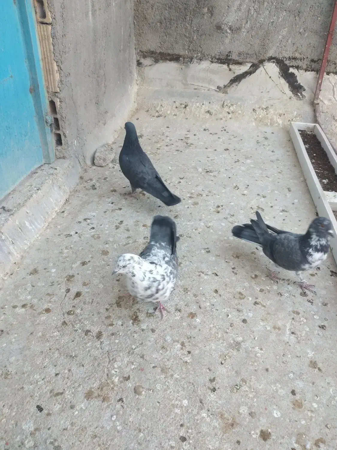 کبوتر ۳ تا نر|پرنده|قم, نخودی|دیوار