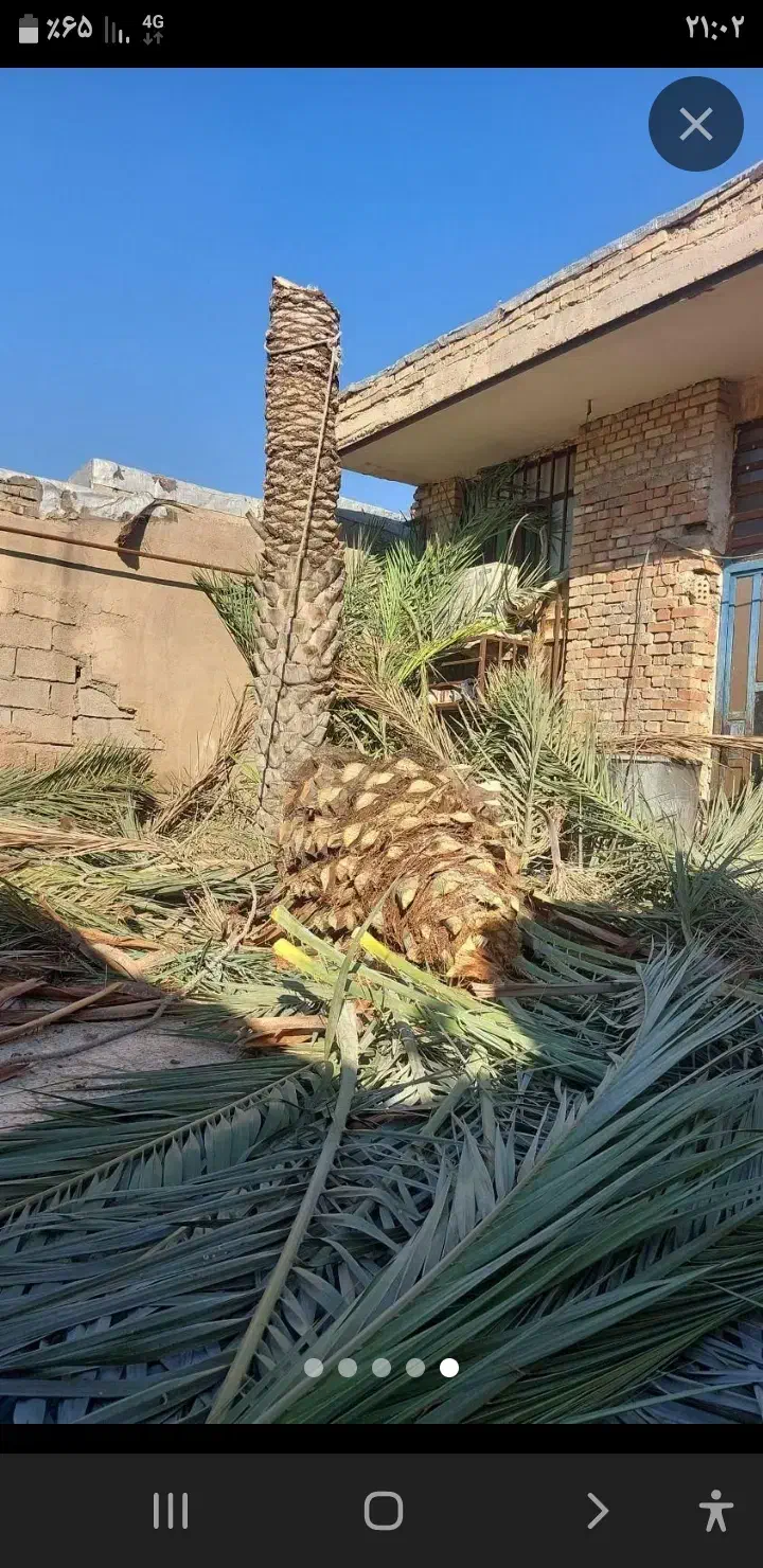 شادگان بریدوتمیزکردن درخت حتی حمل و نقل باماشین وا|خدمات باغبانی و درختکاری|قره قوین, |دیوار