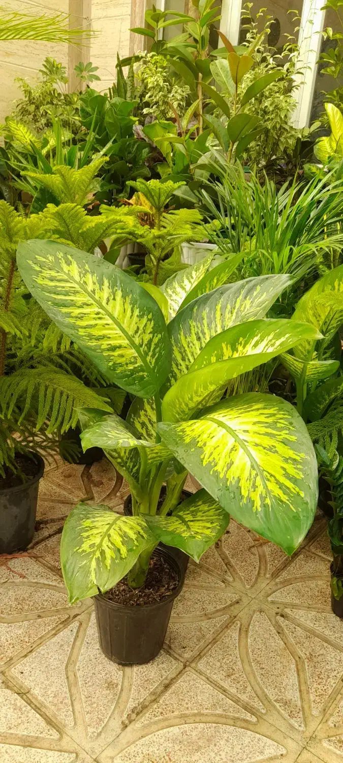 گل آپارتمانی اریکا پر پشت بادوام لطفا ورق بزنید|گل و گیاه طبیعی|تبریز, |دیوار