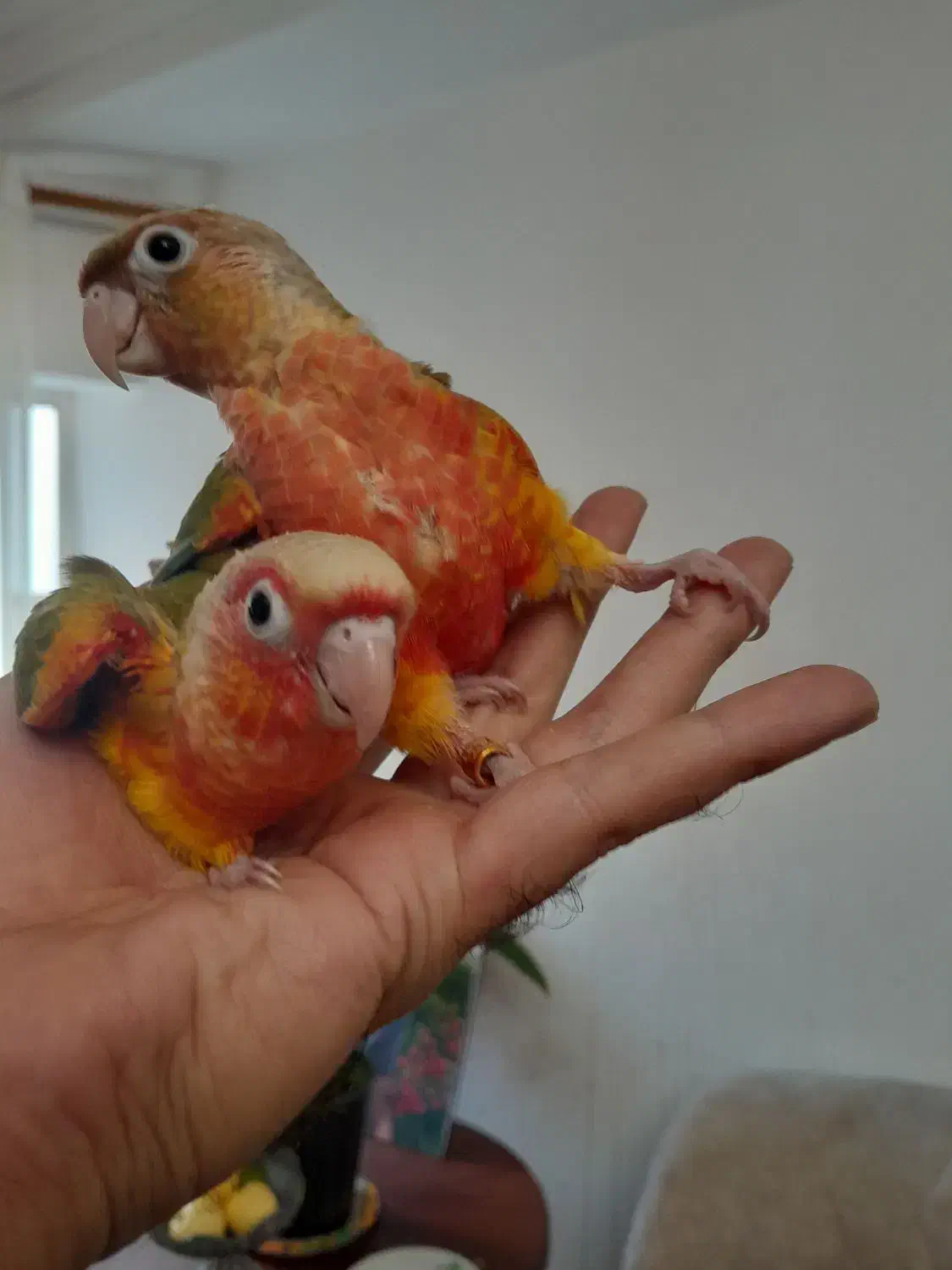 طوطی گرینچیک های سرلاکی  رد و اکستریم و دبل رد|پرنده|قائم‌شهر, |دیوار