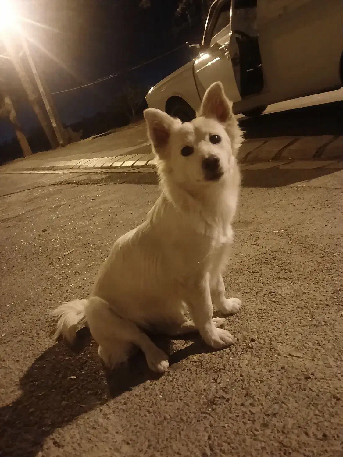 سگ پامر|سگ|سمنان, |دیوار