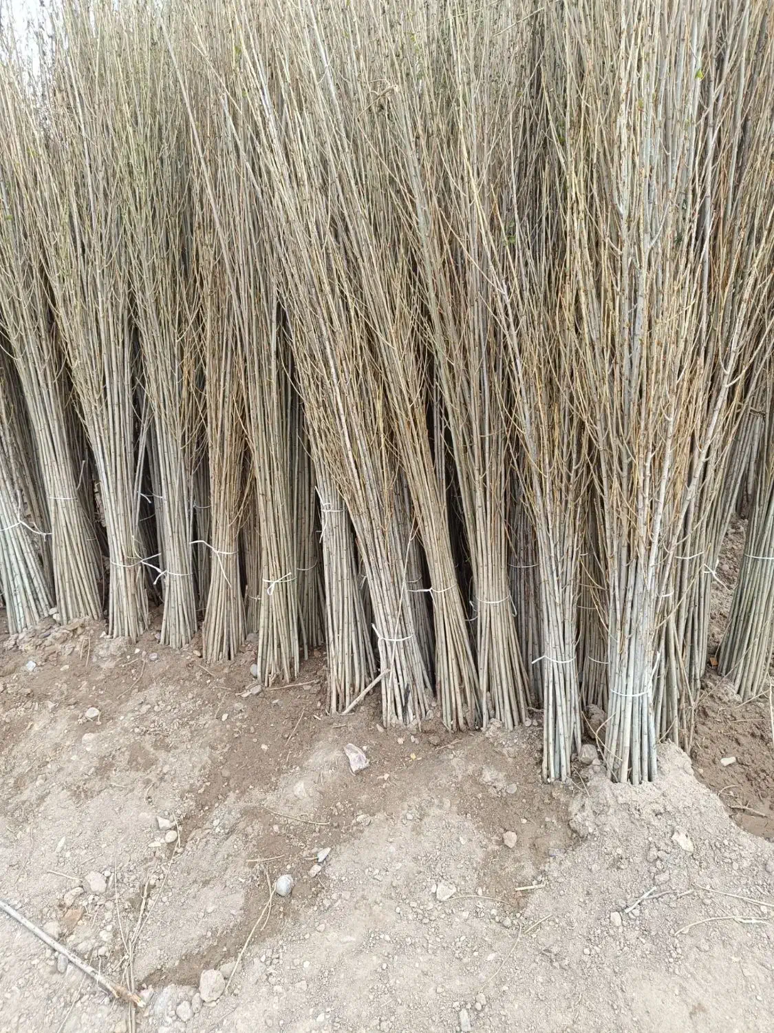 فروش نهال صنوبر و کبوده یک ساله و دوساله|خدمات باغبانی و درختکاری|اصفهان, شاهزاده ابراهیم|دیوار