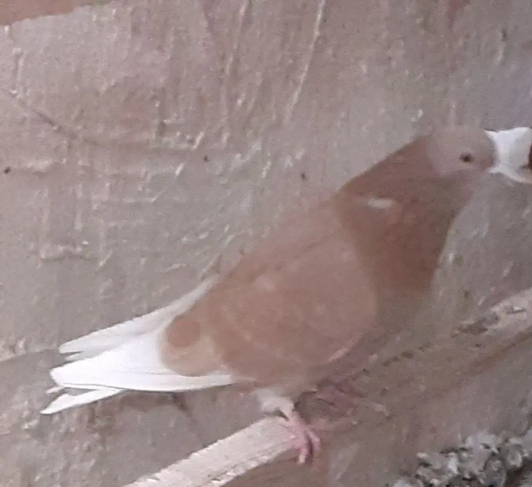 کفترزرد(فاروغ خان ف ن)|پرنده|تهران, امام زاده عبدالله|دیوار