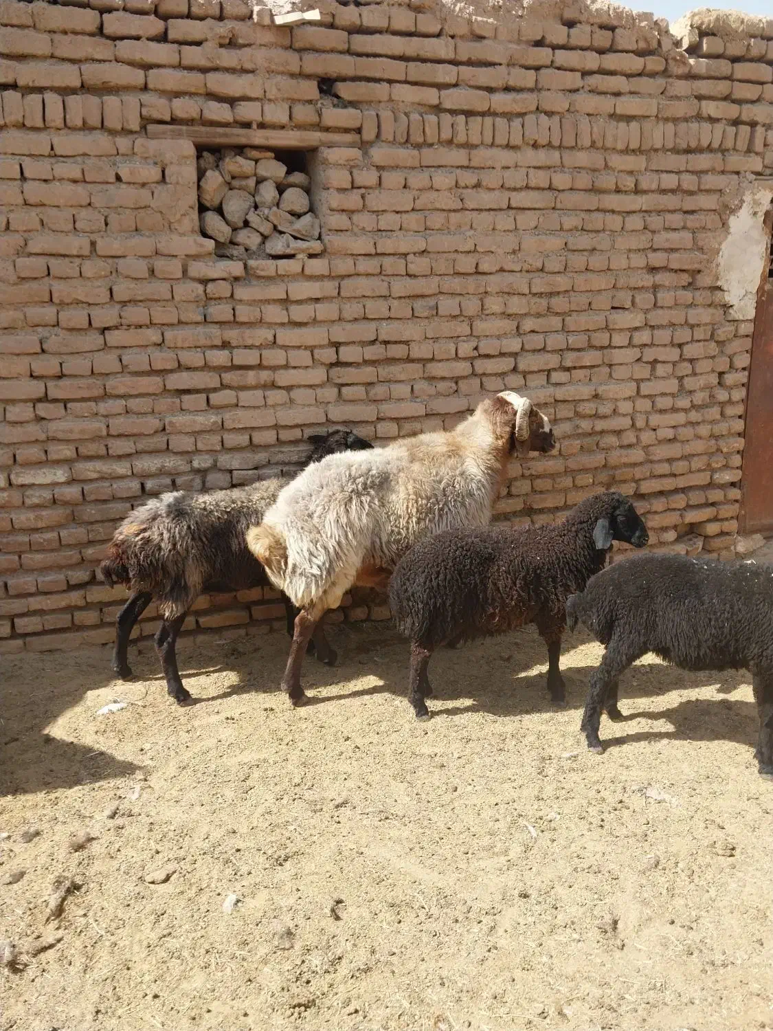 قوچ داشتی  فروشی|حیوانات مزرعه|قرچک, قشلاق جیتو|دیوار