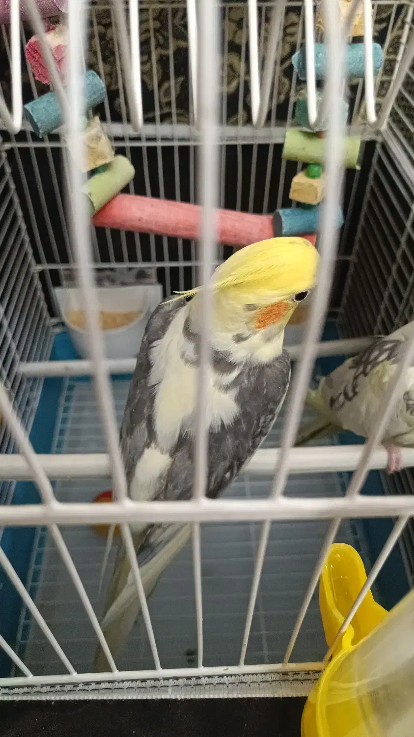 عروس هلندی نر مست|پرنده|فردیس, شهرک ناز|دیوار