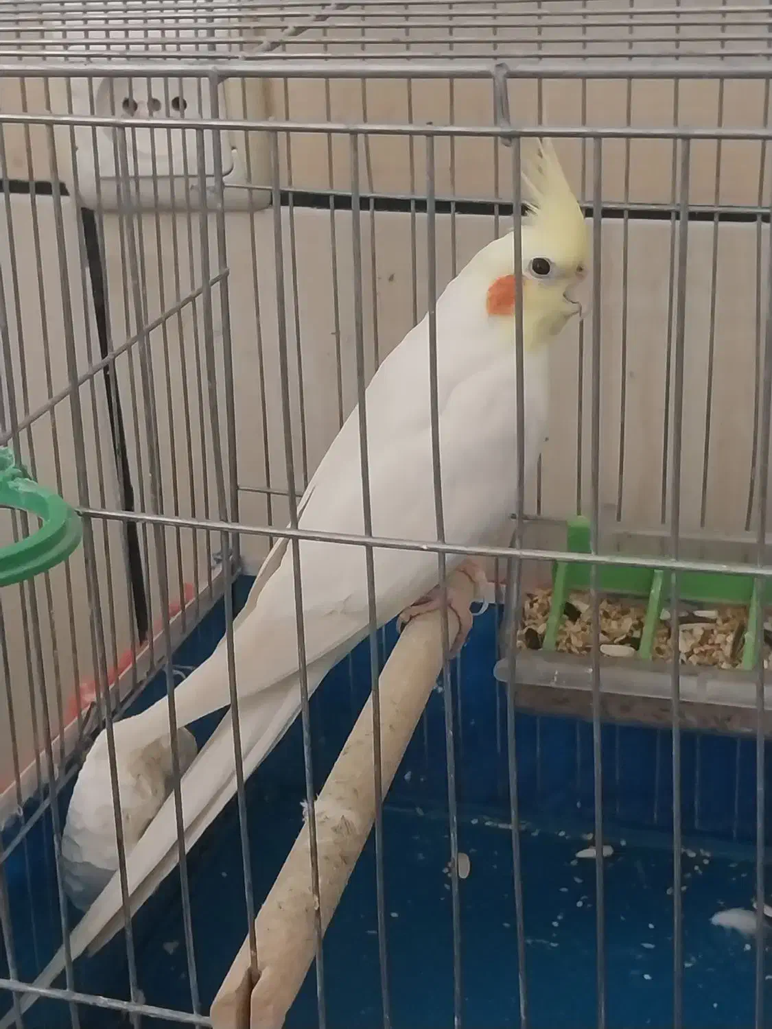 جفت عروس هلندی|پرنده|خمینی‌شهر, |دیوار